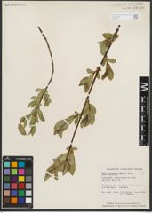 Foto von Salix serissima (L. H. Bailey) Fern.